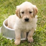 Puppy in Bowl