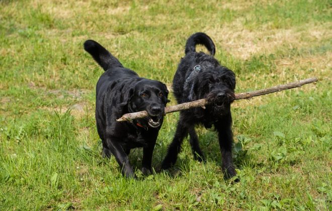 Dogs with stick