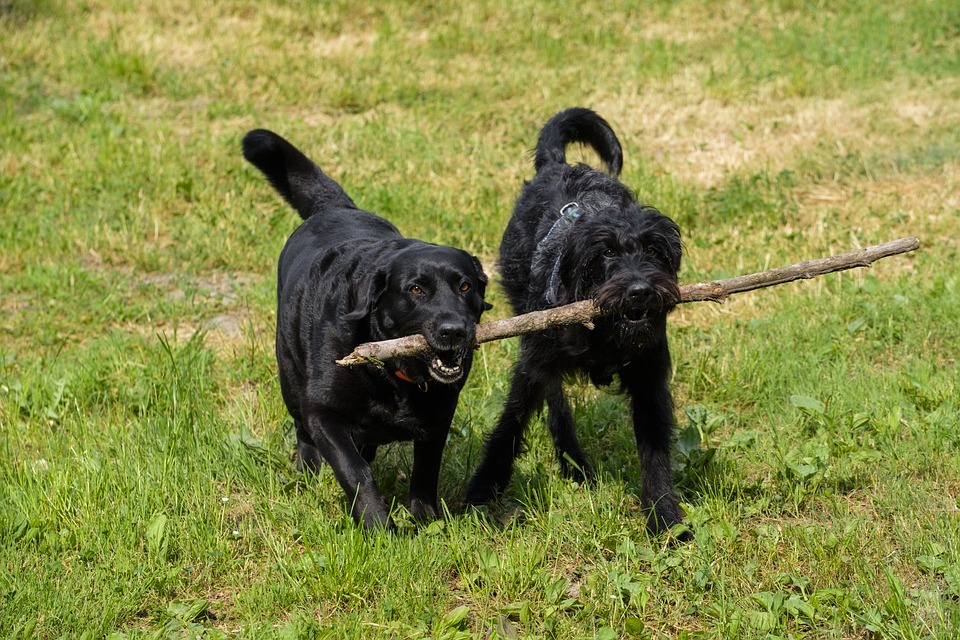 Dogs with stick
