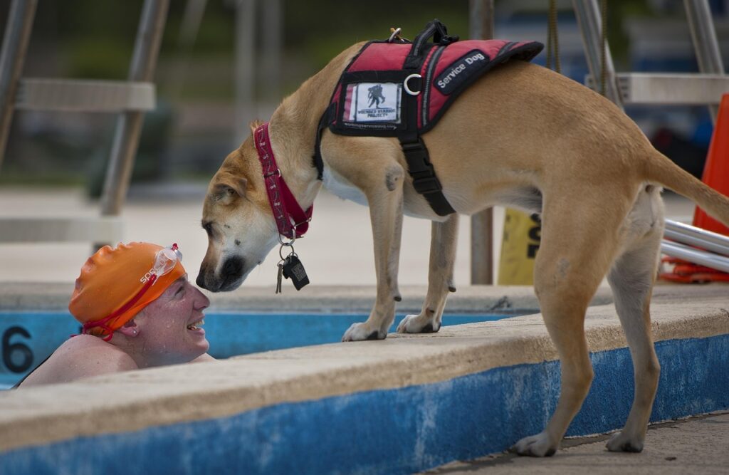 service dog with swimmer